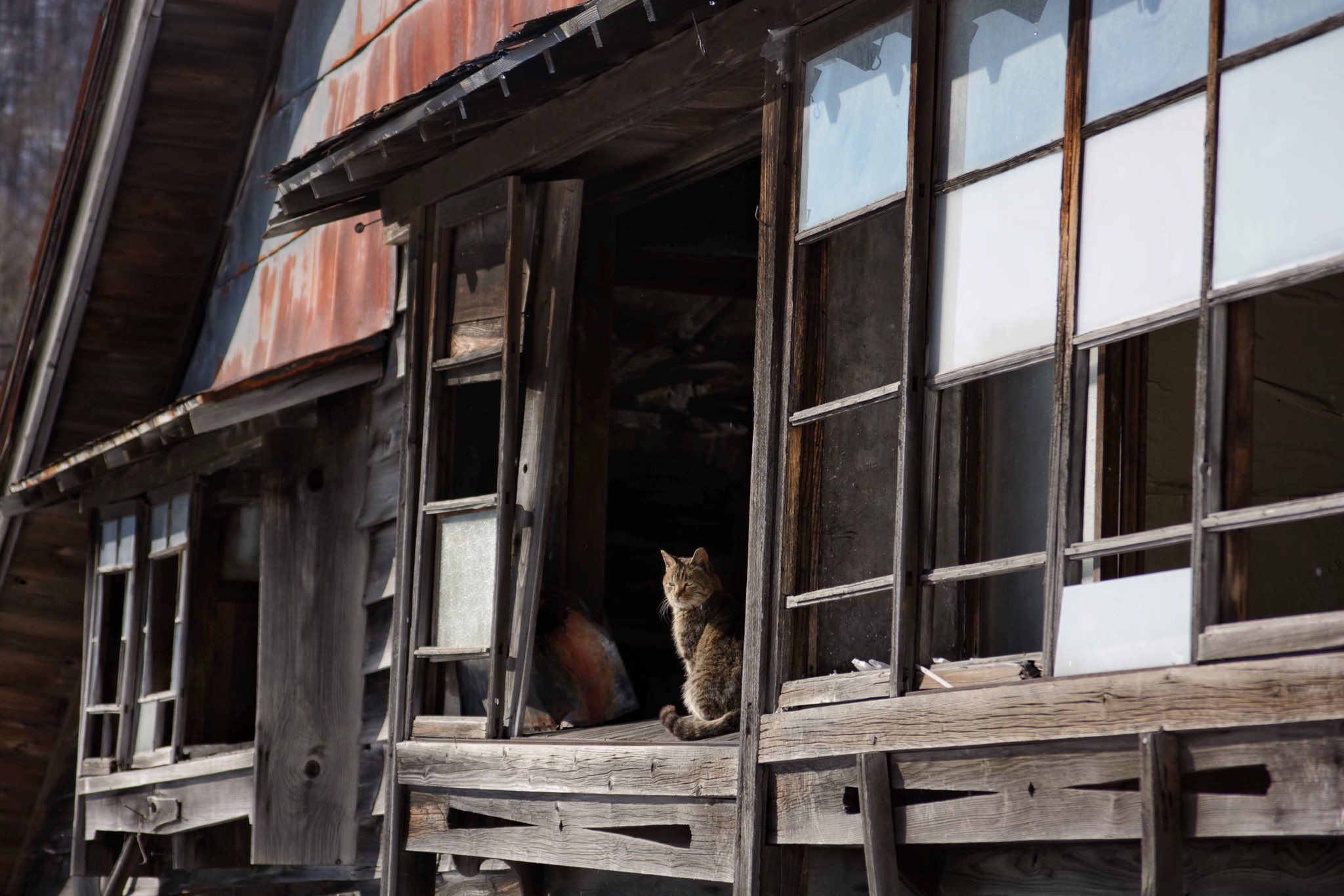 Mimizuku 廃墟街歩き 夕張のスナックの廃墟が完全に猫屋敷になってて気ままに日なたぼっこしたりじゃれたりしてるの最高すぎる この 人間がいなくなって野生動物が取って代わったっていうめちゃめちゃエモい世界体感出来るから1度はおいでよ夕張