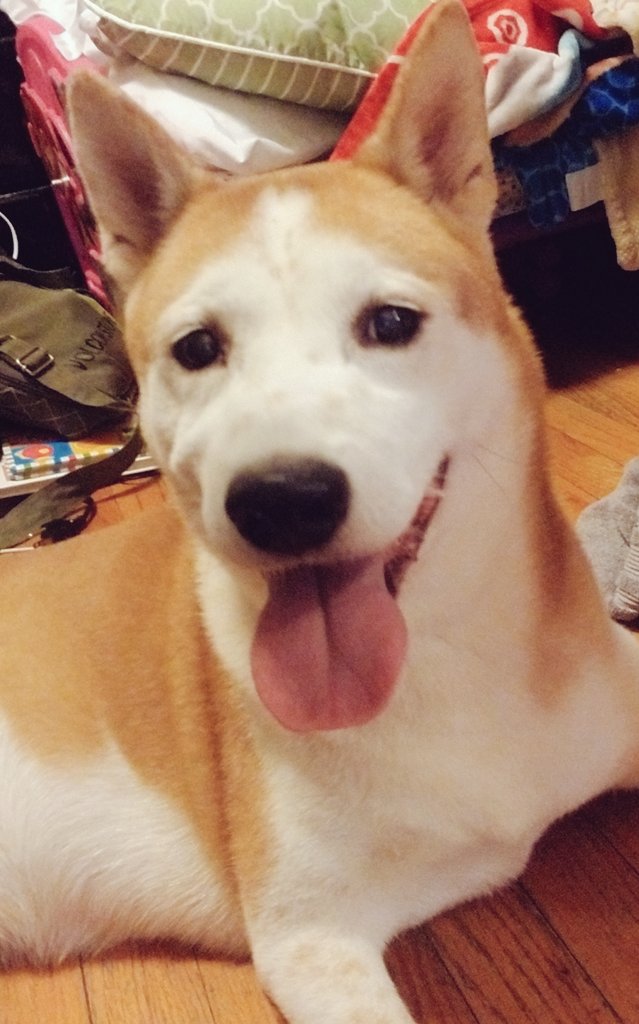 eXthischicK's tweet photo. Walked my dog into town for the first time just to hit up a pokestop and to catch a ponyta. I say it's a win win. He gets an exercise and I get a couple of pokeballs and catch some pokemon while looking somewhat normal all at once. Sort of. 😏 #PokemonGO #happydoggy #imsuchageek https://t.co/7RUBHDiqQk