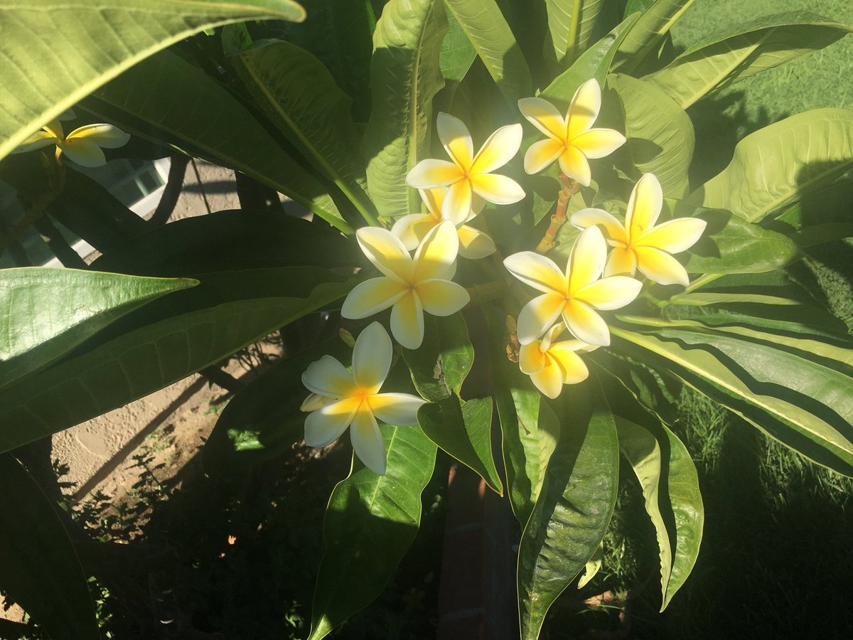 ratk1ngg's tweet photo. Happy flowers + bonus butterfly. I’m a #gardengoth now https://t.co/kIkiV0qCY8