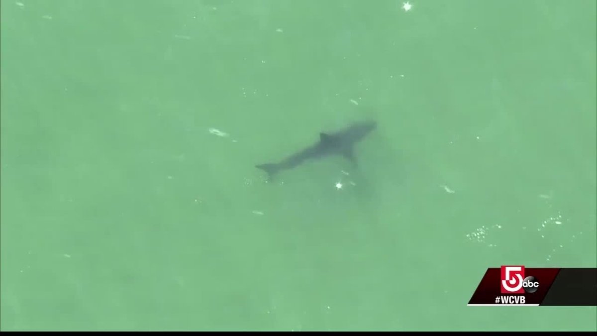 WCVB's tweet image. Revere man dies after being attacked by shark on Cape Cod dlvr.it/QkKdcK