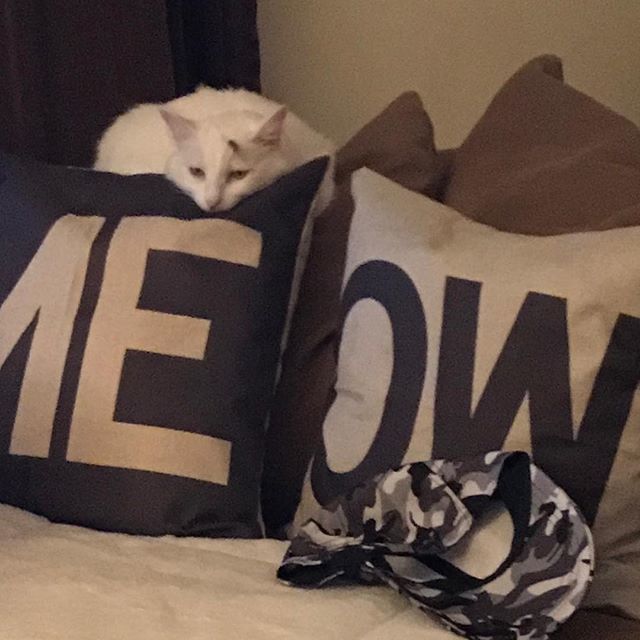 BlancaTheKitty's tweet photo. Chillin on a #Caturday night. 🐾
🐾
#blancathekitty #catladybox #cats #felinelove #supercatsaturday https://t.co/HziFckUwIF https://t.co/q76E8Lb198