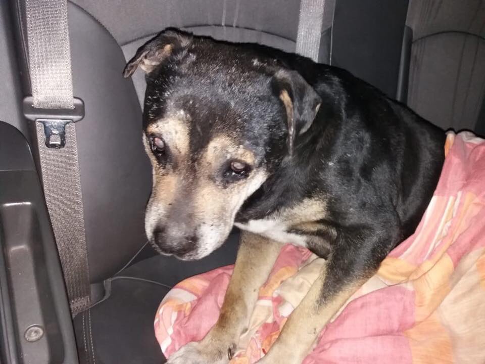 Necesito urgente un traslado desde la Reina hasta Rancagua 🙏🏻 cabezon ya encontró una familia que lo adoptó 👏🏻👏🏻