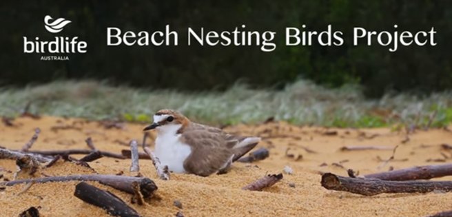 birdlife_hoodie's tweet image. HAPPY #PloverAppreciationDay!
A bit about ourselves! 🙃
@BirdlifeOz&apos;s Beach-nesting Birds project has been working with #community volunteers across Australia since 2006 &amp;amp; become one of the most successful #RecoveryPrograms in the country!👉birdlife.org.au/projects/beach…
#KnowYourPlover
