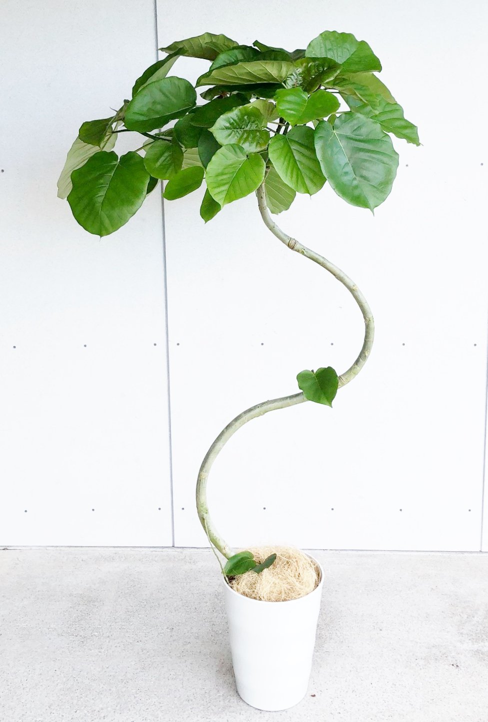 フィカス ウンベラータ 141cm 8号 S-shaped フィカス ウンベラータ 141cm 8号 S-shaped