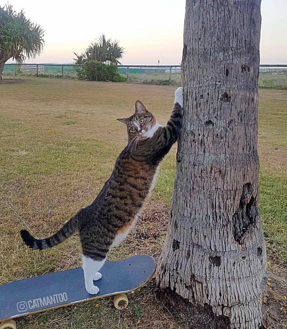 CatmantooDidga's tweet photo. Feels good to get out and have a stretch! 🐾🐈
Remember guys, Cats need their claws! Save a Paw, Don't declaw!
#bandeclaw #declaw #cat #psa #catclaws https://t.co/YnIBVcXxmE