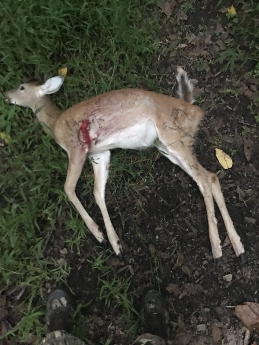 First of many this season. <a href="/TenPT_Crossbows/">TenPoint™ Crossbows</a> was amazing today. She ran 15 yards.