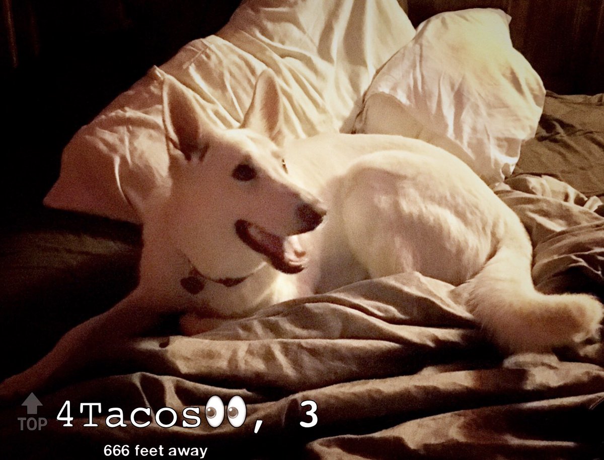 Horngry tbh #gay #stoner #soberdogs #looking #gaydogs #tacos