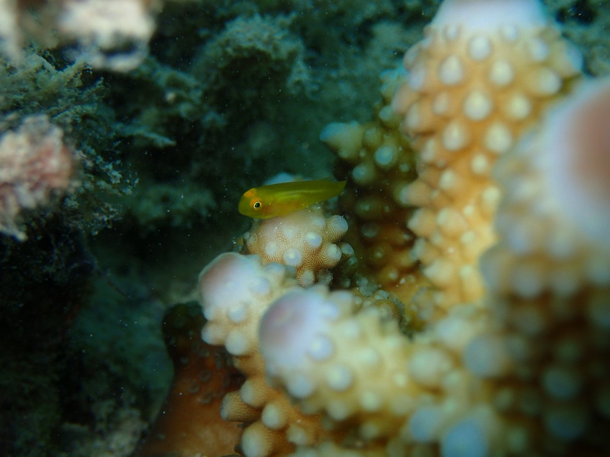 GobyPrincess's tweet image. Just started my #PhD! Will be studying #fishbehavior. Here&apos;s a snapshot of a juvenile Gobiodon okinawae, a species that is part of my research. #LizardIsland #Acropora The cutest little creature!