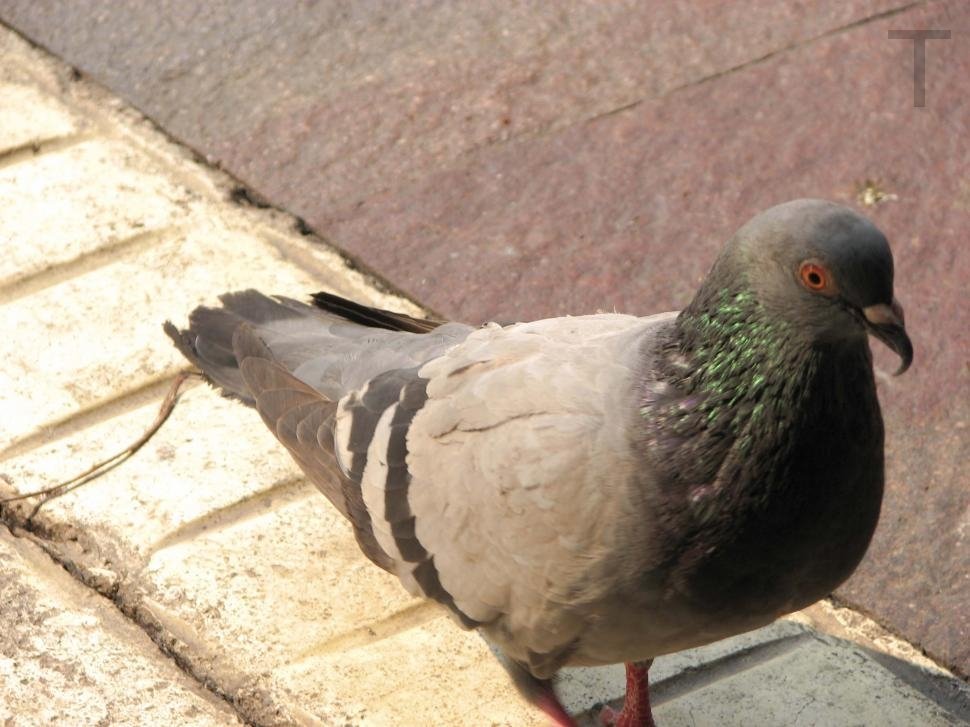 FaithDo30422724's tweet photo. Street Pigeon https://t.co/7UfSXnT8N3