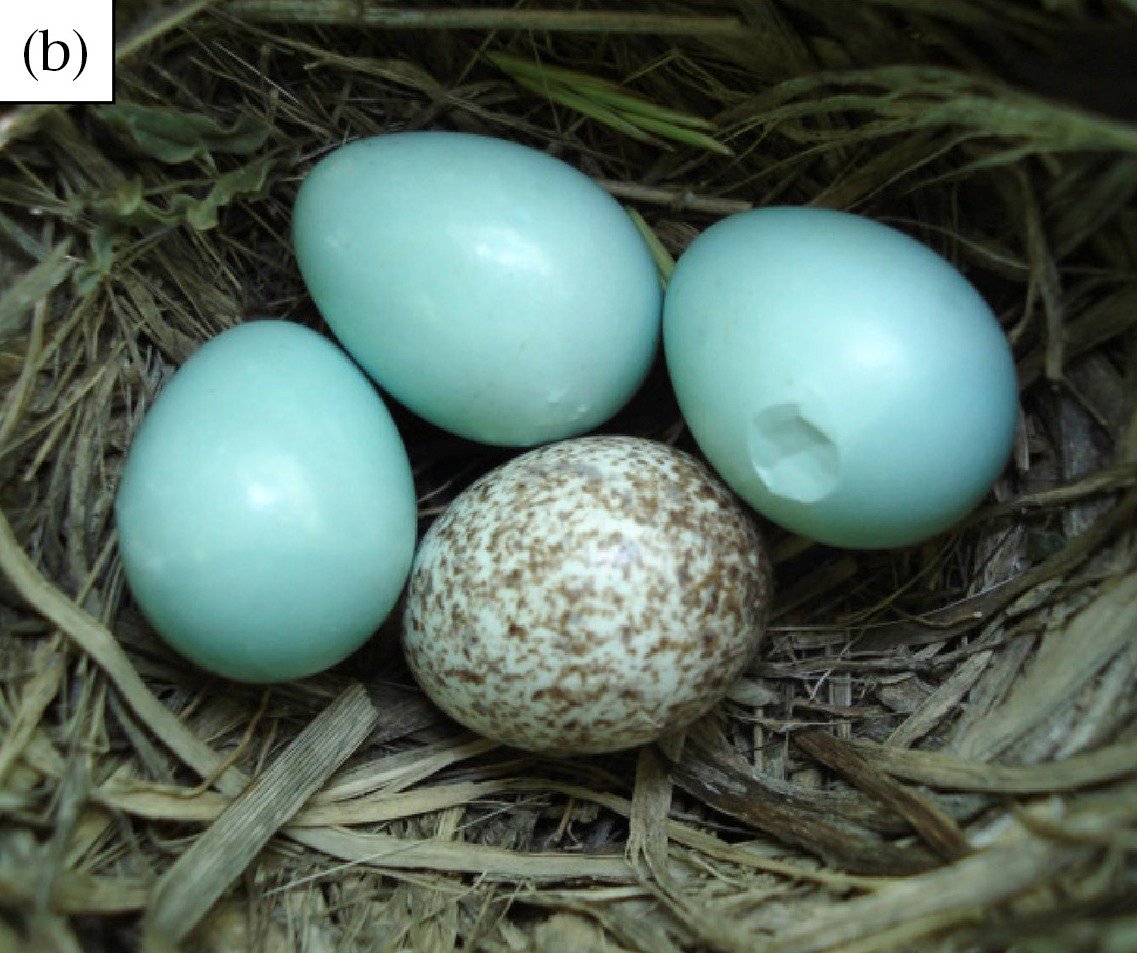 timenet milnet cuckoos egg timenet milnet cuckoos egg