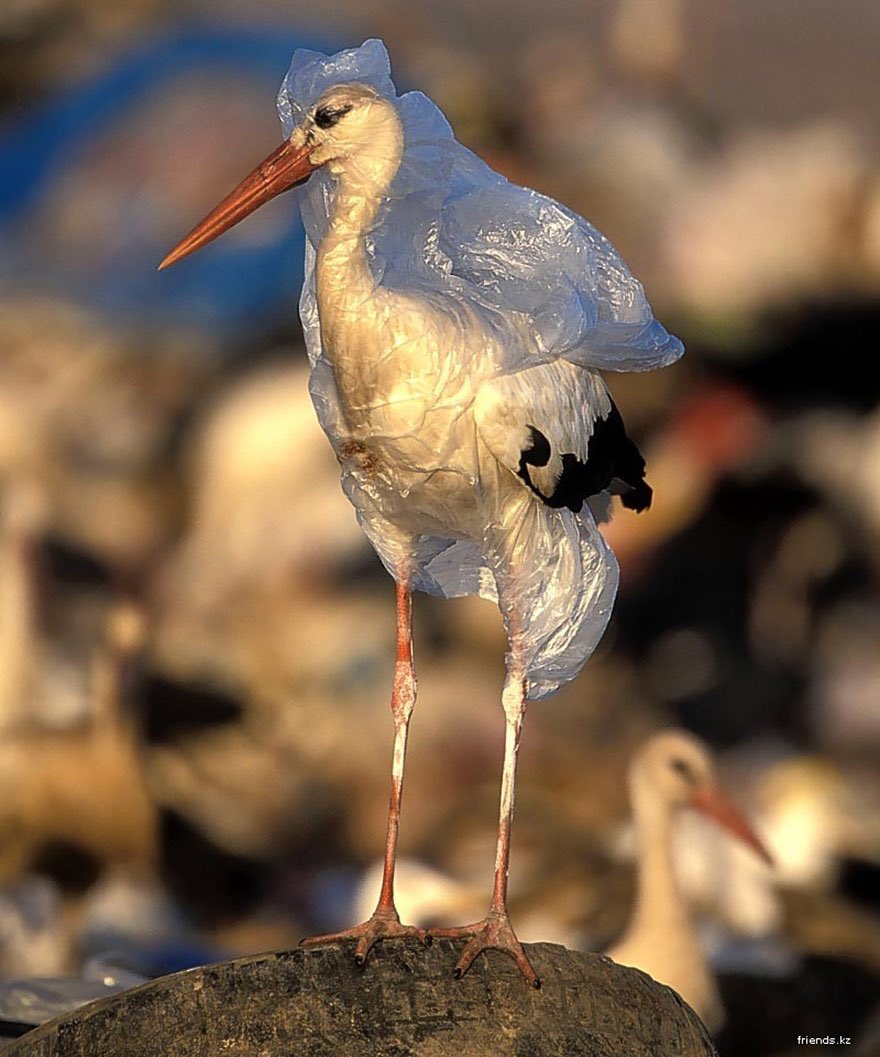 NoMicroplastic's tweet photo. Plastic.  A gift for mankind.  Hell for the animals and the environment. 

#bird #plastic #plasticsurgery #plasticpollution #plasticfree #animals #environment #savetheworld #noplastic 

https://t.co/VC8WjJ0PMx https://t.co/iEa4tKZlAZ