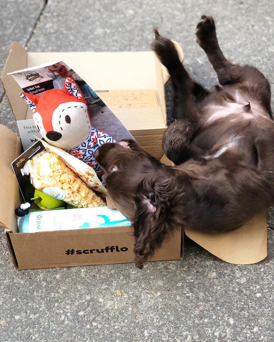 Lazy Sundays are the good. Lazy days with a Scrufflo box are better! 📦🐶
-
@winstonthesprock
-