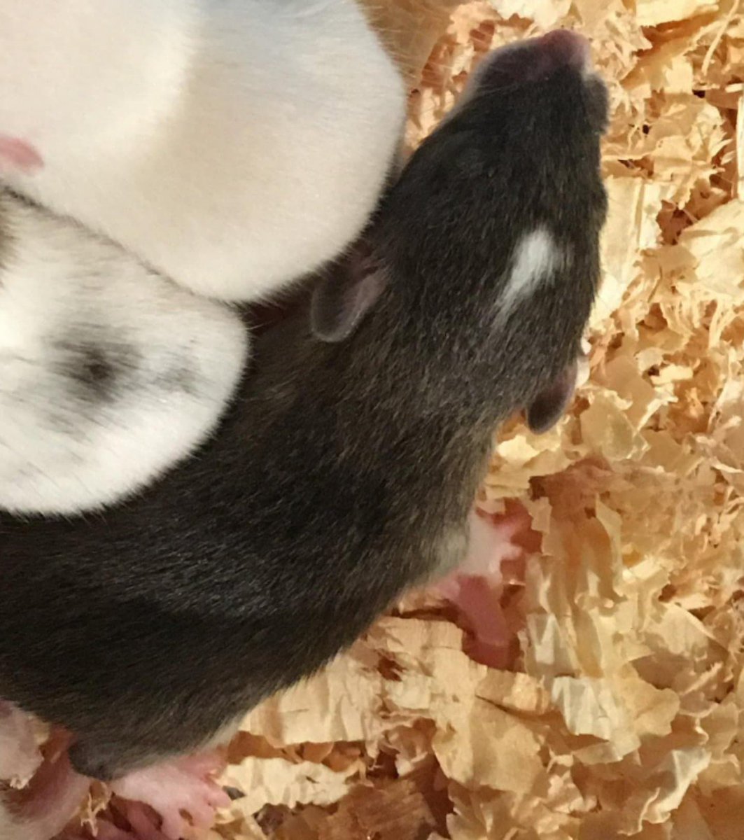 MortyRat's tweet photo. We have a new little brother coming in two weeks! 🐀❤ #rats #cute #adorable #loving #cuddly #baby #babies #rodents #animals #babyanimals #pets #petsagram #animallovers #showcasingpets #petsofinstagram #petrats #nature #nature #ratlovers #iloverats #ratcrazy https://t.co/v1ONOGgNxi