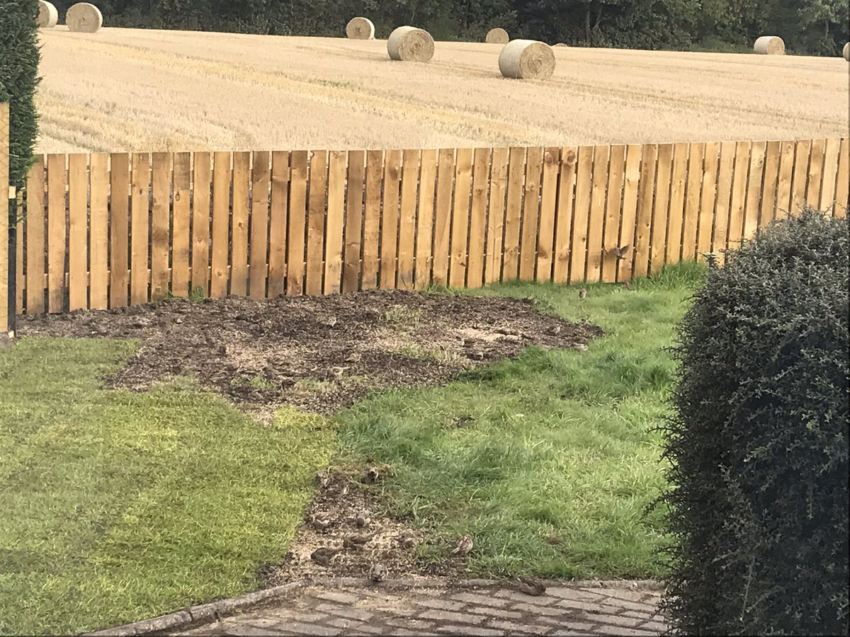 gardeningmm's tweet photo. The #grass is #agrowing! First time I have ever #seeded grass! #newgardener https://t.co/43MBuquDbP