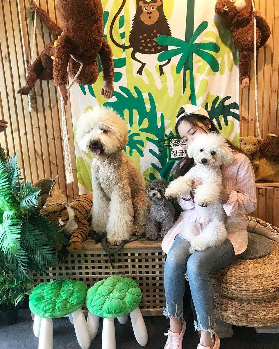 GsDTurkey's tweet photo. [150918] Mungstory Hotel Okulu Instagram hesabına Minah'ın fotoğraflarını ekledi!

Minah ve ablası Linah köpek okuluna ziyarete gitmişler. <3 https://t.co/GRxBsFgxlZ