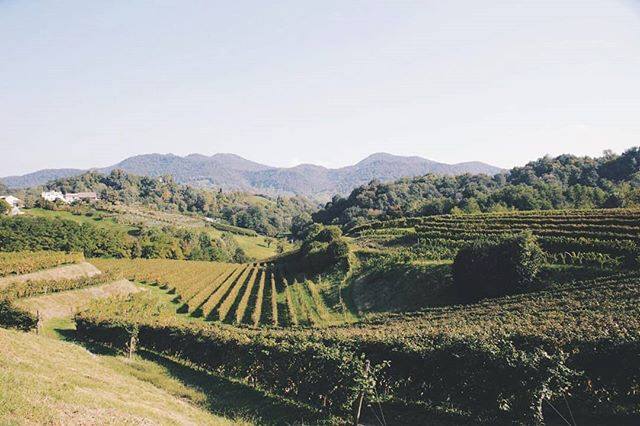 Tra le colline di Monfumo, dove si produce il prosecco docg @asolomontello, nella @tenuta_amadio ieri si é svolta la prima delle 2 giornate di #vendemmiasociale Un'iniziativa che ha unito tradizioni, solidarietà e condivisioni sociali e "social". Abbiamo… ift.tt/2QyfU42