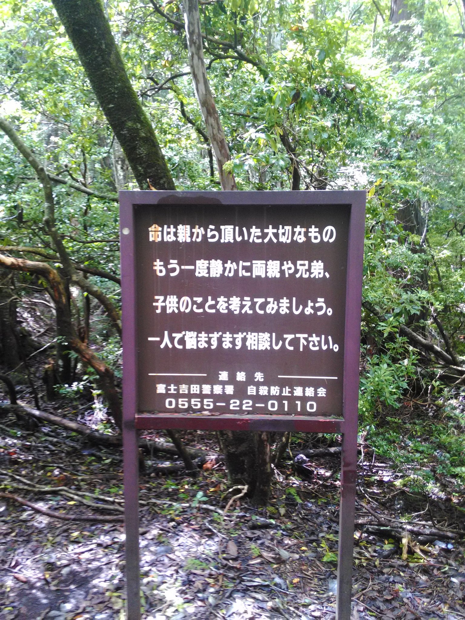 ゐゑ猫 در توییتر みっみんなだいすき青木ヶ原樹海にきています 祝ってやるッ