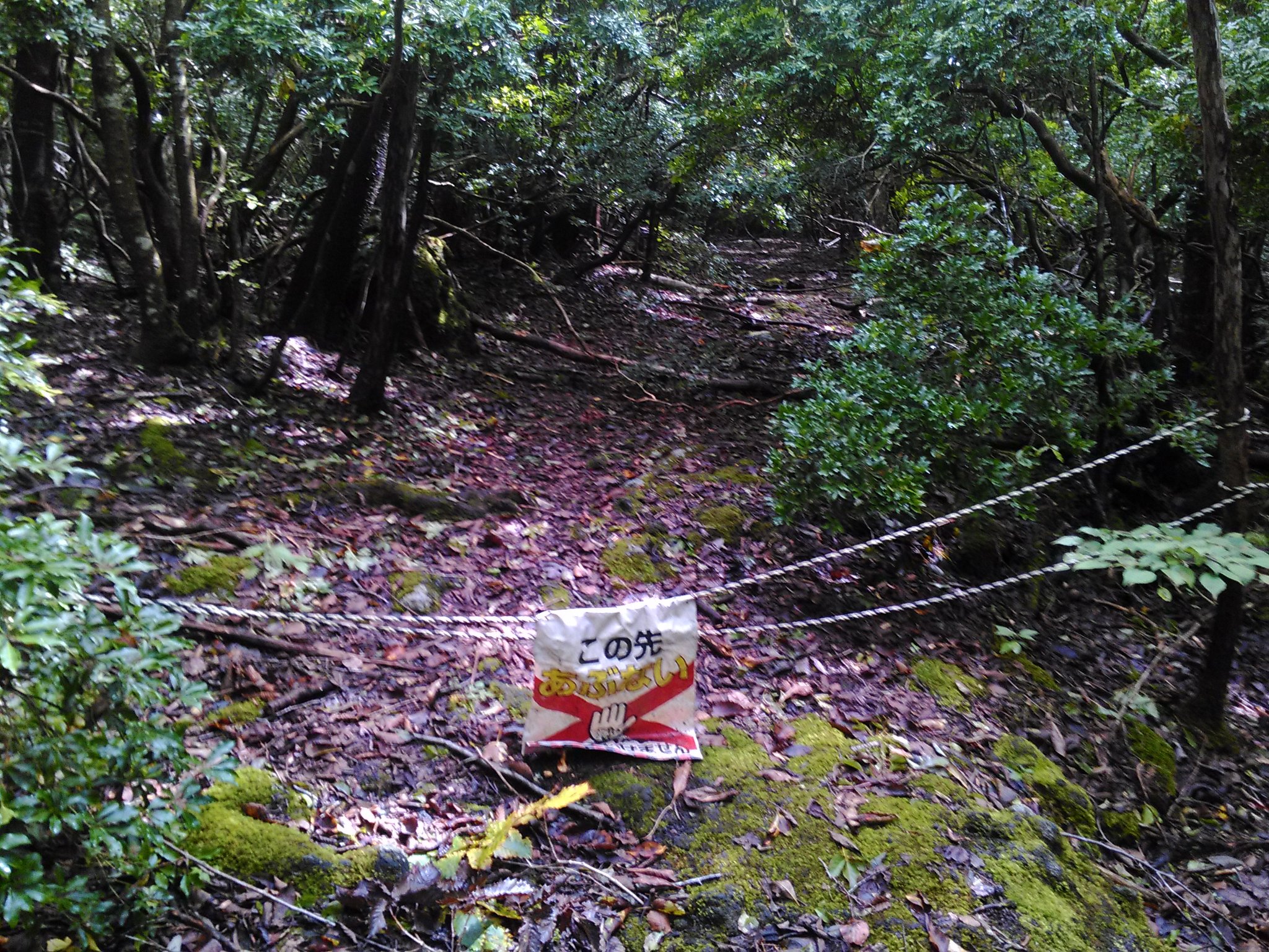 ゐゑ猫 در توییتر みっみんなだいすき青木ヶ原樹海にきています 祝ってやるッ ゐゑ猫 در توییتر みっみんなだいすき青木ヶ原樹海にきています 祝ってやるッ