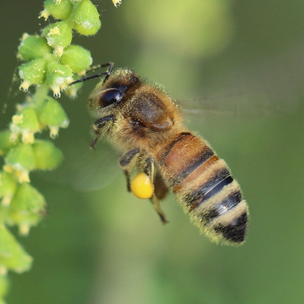 #Fly by from a sunnier day. Hope that #sun comes back soon!🐝

#beekeeping #beekeeper #apiary #honey #honeybee #gyo #farmlife #rainraingoaway #hive #beek #macro #love #life #macrophotography