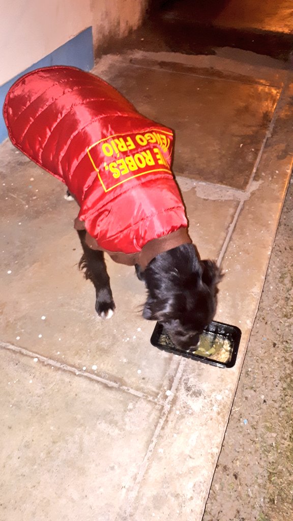 incondic_peru's tweet photo. NUEVO CASO DE ABANDONO!
Lleva días y noches enteras en la calle esperando cariño, comida y abrigo. Nuestros recursos se terminaron y ya no podemos rescatar más  perritos, pero no podíamos quedarnos de brazos cruzados. Le dejamos sopita de pollo tibia, abrigo y cariño. https://t.co/RRjg4vLAky