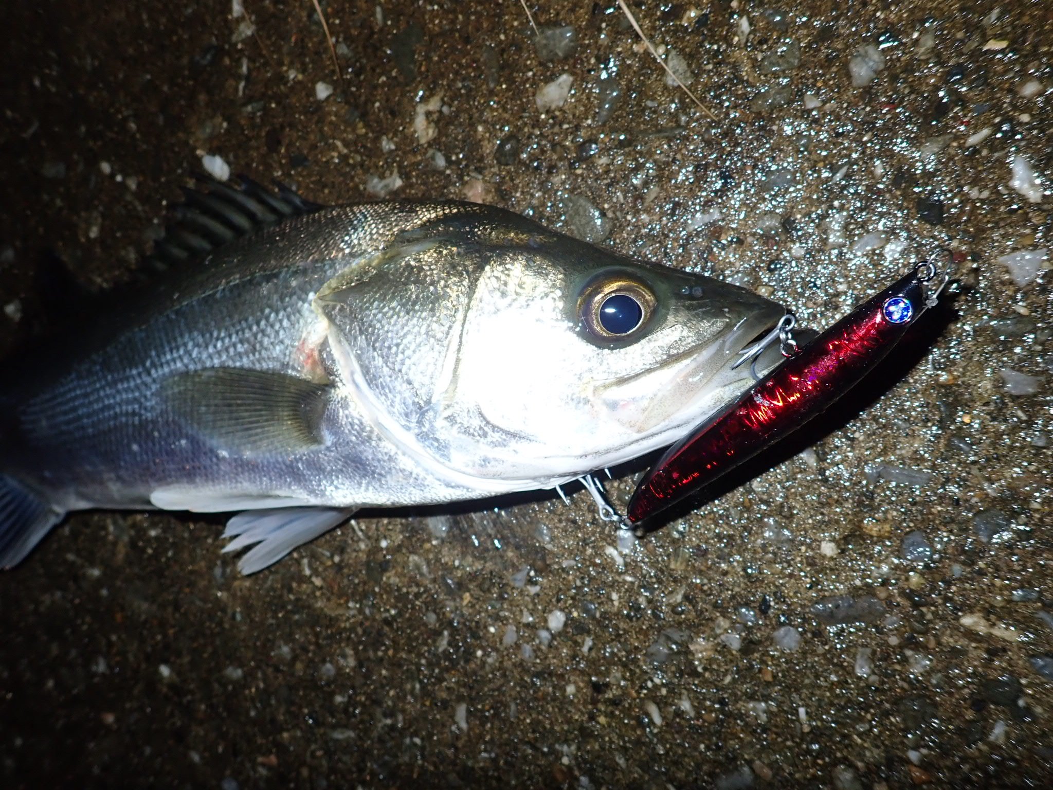 限定ルアー まとめ売りセット ブローウィン125F ナレージ65 fimo 限定ルアー まとめ売りセット ブローウィン125F ナレージ65 fimo