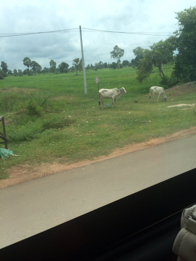 Look! A water buffalo! @CAEP_TheChase #pomelobuffalo