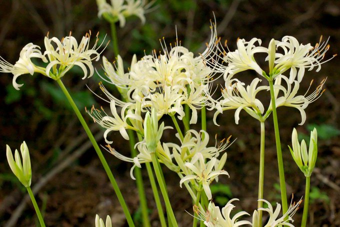 明日香村の彼岸花の21年開花状況や見頃は アクセスや駐車場は そらいろ 日本が魅せる多彩な表情