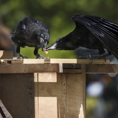 DoigtsFleuris's tweet photo. Des corbeaux dressés sont devenues des ramasseurs de mégots au Puy du fou. Ils les placent méticuleusement dans une boîte. Une très bonne idée qui je l’espère va faire réfléchir les visiteurs. Il est tant d’arrêter de prendre la planète pour une poubelle… https://t.co/DBXGgtjYLO https://t.co/7hOQJsnGFk