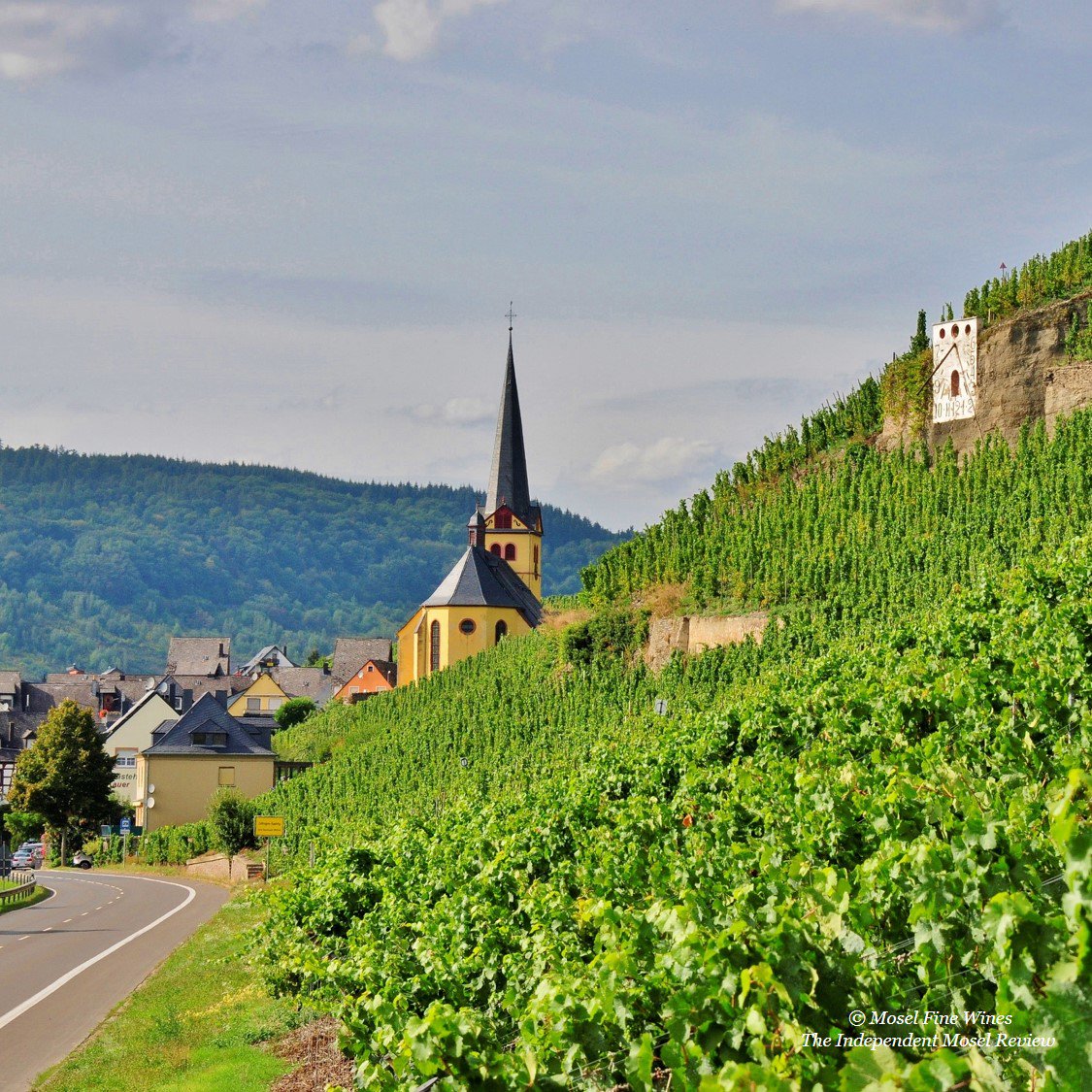 RT <a href="/moselfinewines/">Mosel Fine Wines</a>: The Zeltinger Sonnenuhr. One of the finest terroirs of the Mosel … still largely planted on the traditional single pole.  #winetalks