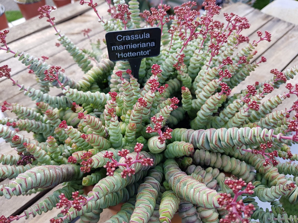 We are at Hare Hatch Sheeplands today putting on a small display for our good friends Rob and Andrea. Come and see us. 11-3pm
#succulents #Cactus #crassula #bcss