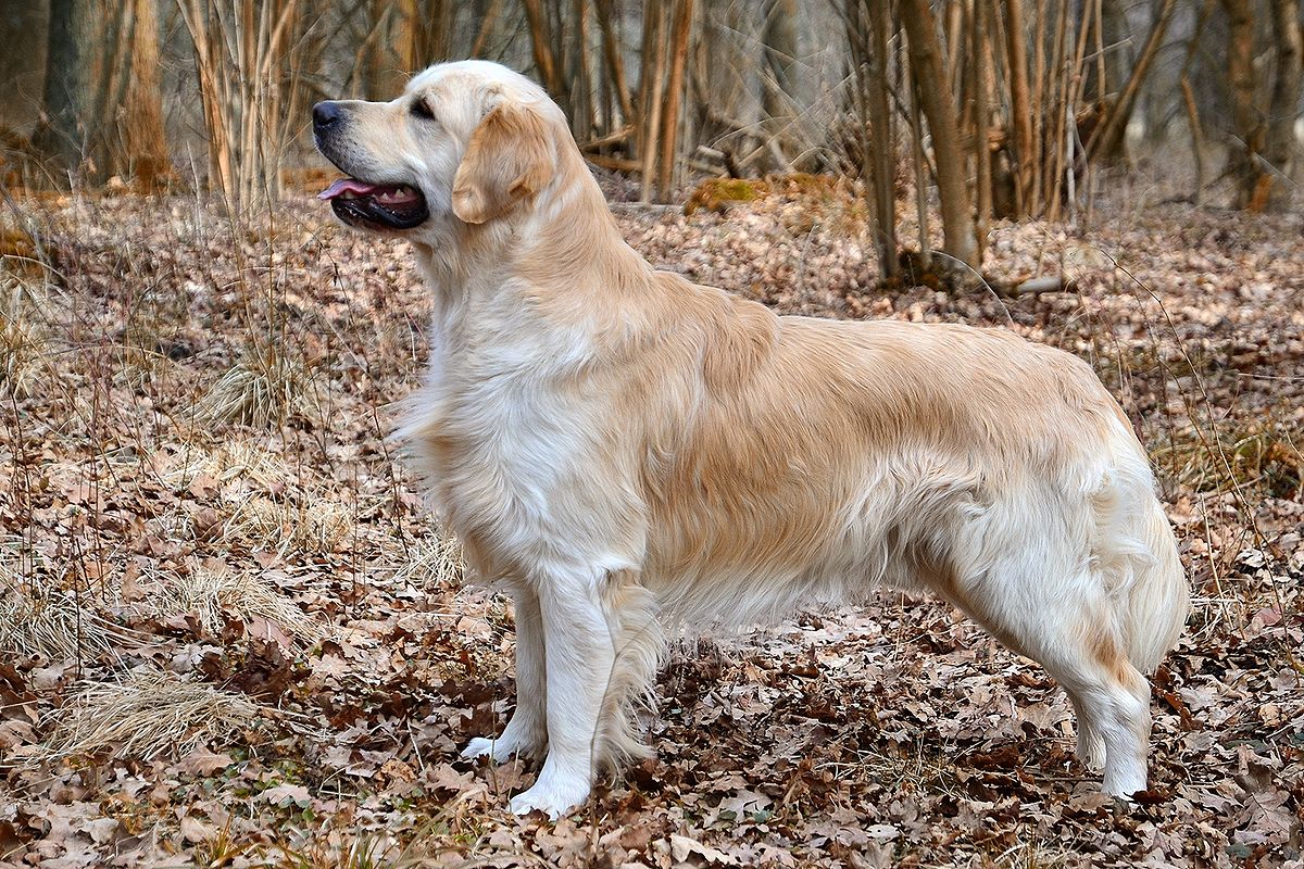 Cute Golden Retriever
#Goldenretrievers #DogCelebration #goldenretriever  #golden  #goldendoodle  #goldenretrieverpuppy   #goldens  #golden_retriever  #goldenretrievertoday  #goldenretrieversofig  #goldenretriever_pictures  #goldenretrieverworld