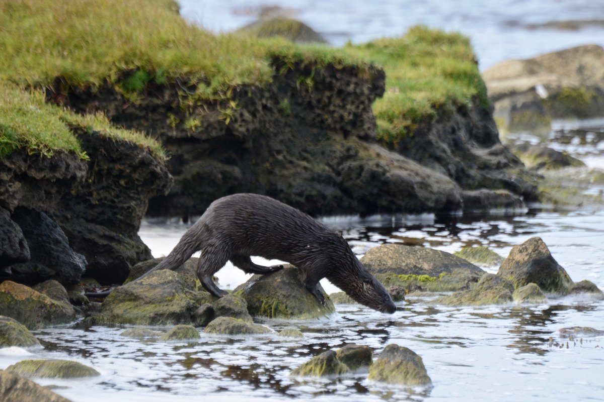 Two #Otters fishing in shallow water along the shoreline of #SruhillLough this morning - #AchillIsland is a very good place to see these magnificent creatures