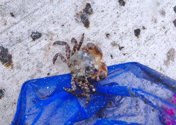 小さいカニの イソガニ とは 生態 飼い方 捕獲について紹介 あにまろ る