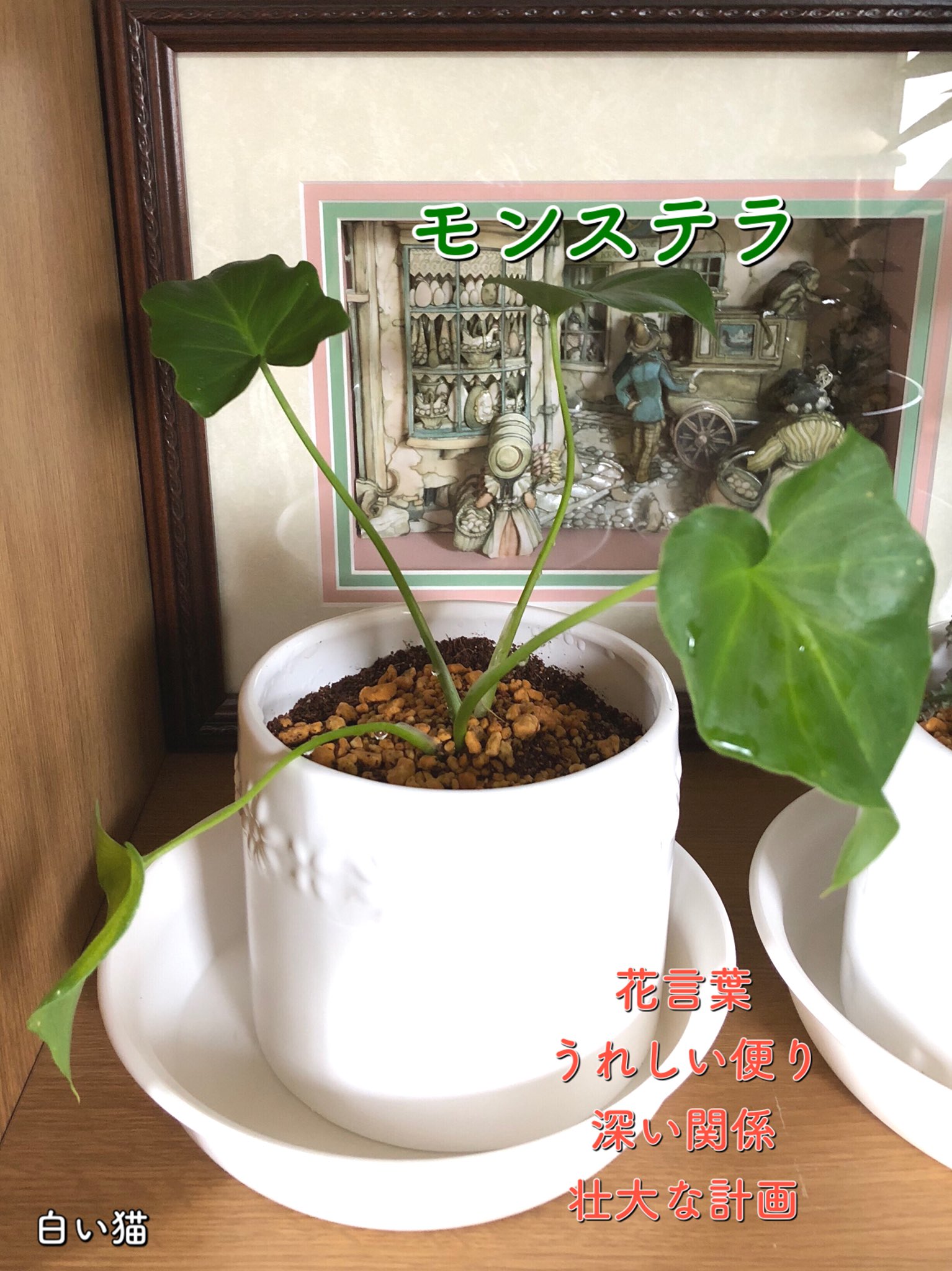 ハッピー 久しぶりに行ったダイソーで モンステラ と不死鳥錦を買って植え替えた この頃 小さな苗を大きく育てる事にハマって来た 笑 でも 我が家には お猫 様が居るので 植物の置き場所には かなり気を使います ペットにとっては 毒性のある植物って
