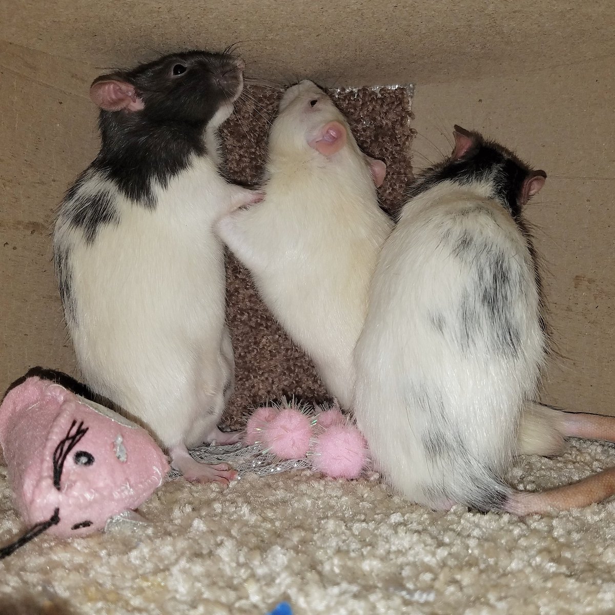 MortyRat's tweet photo. When you get in a 3 way squeaky slap fight with your uncle and brother #rats #cute #adorable #loving #cuddly #baby #babies #rodents #animals #babyanimals #pets #petsagram #animallovers #showcasingpets #petsofinstagram #petrats #nature #nature #ratlovers #iloverats #ratcrazy https://t.co/OrtxOfCAEK