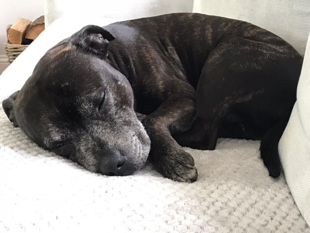 Sundays were made for snoozing 😴🐶

LJ from <a href="/DT_Darlington/">DogsTrust Darlington</a> is currently sleeping his Sundays away at a foster home but would love somewhere to call his own 🏡

LJ is a lovely boy with lots of love to give. Could you be the one for him? 👉 fal.cn/VZ3d