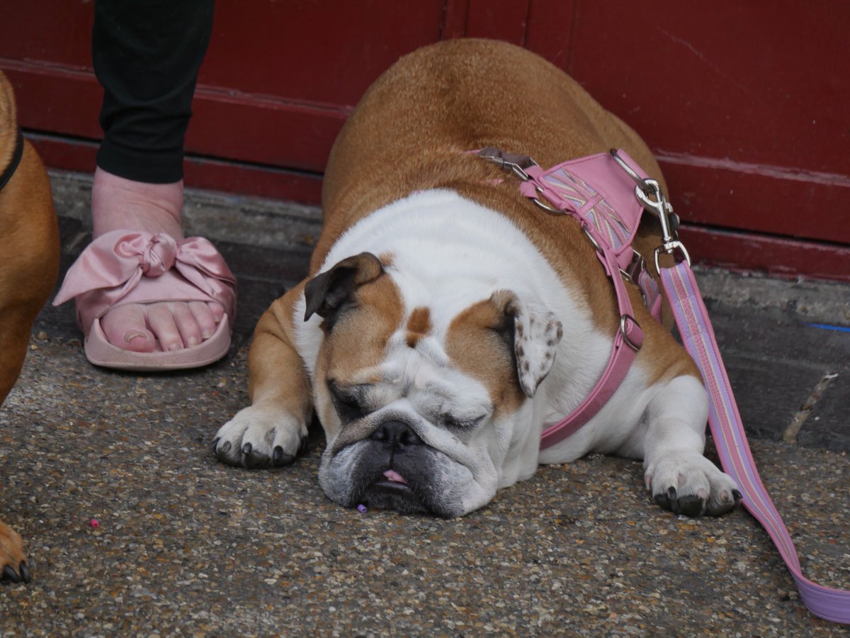 HollyDaysLDN's tweet photo. Long day #Britishbulldog https://t.co/sp2PmLwo1F