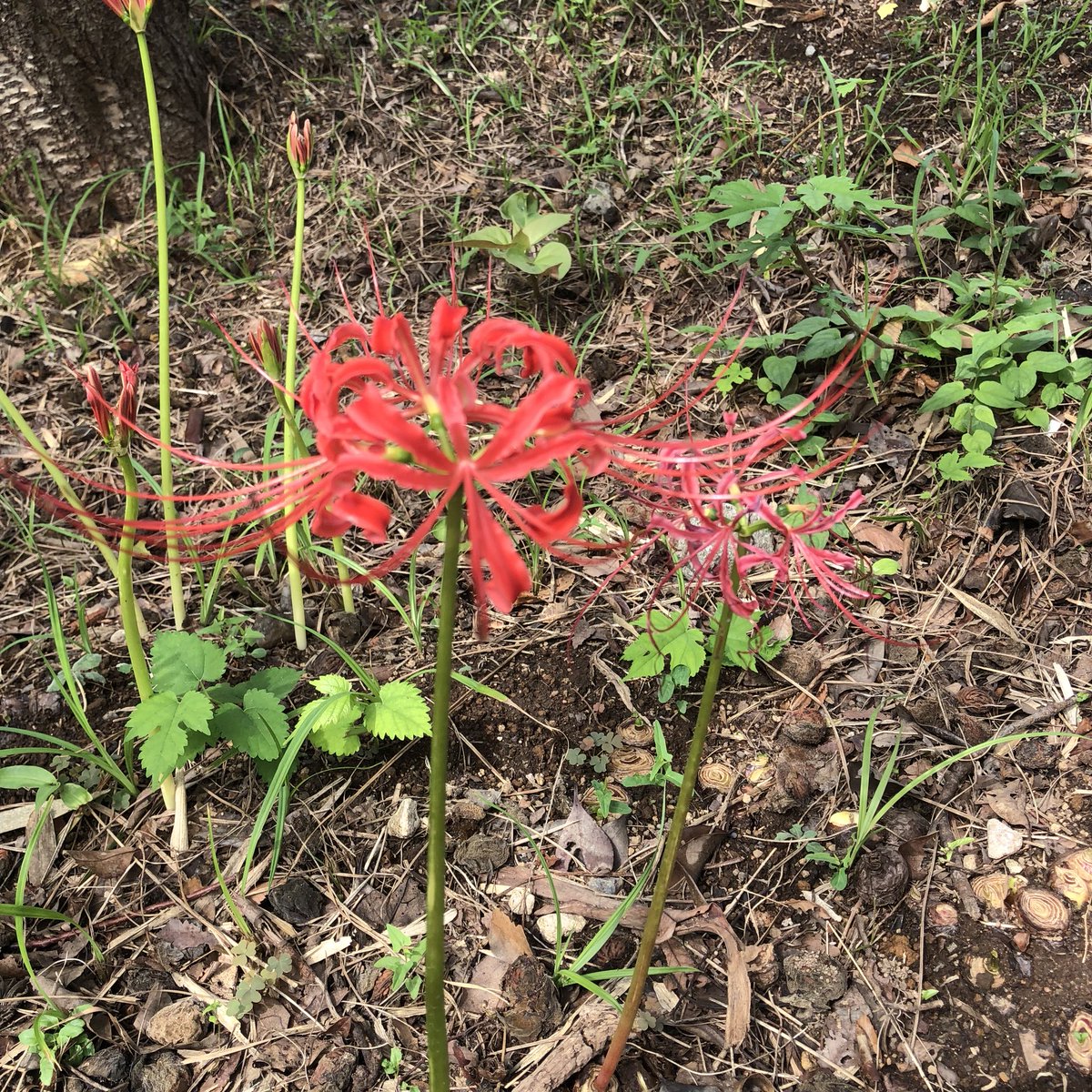 花言葉はあきらめ 花言葉はあきらめ