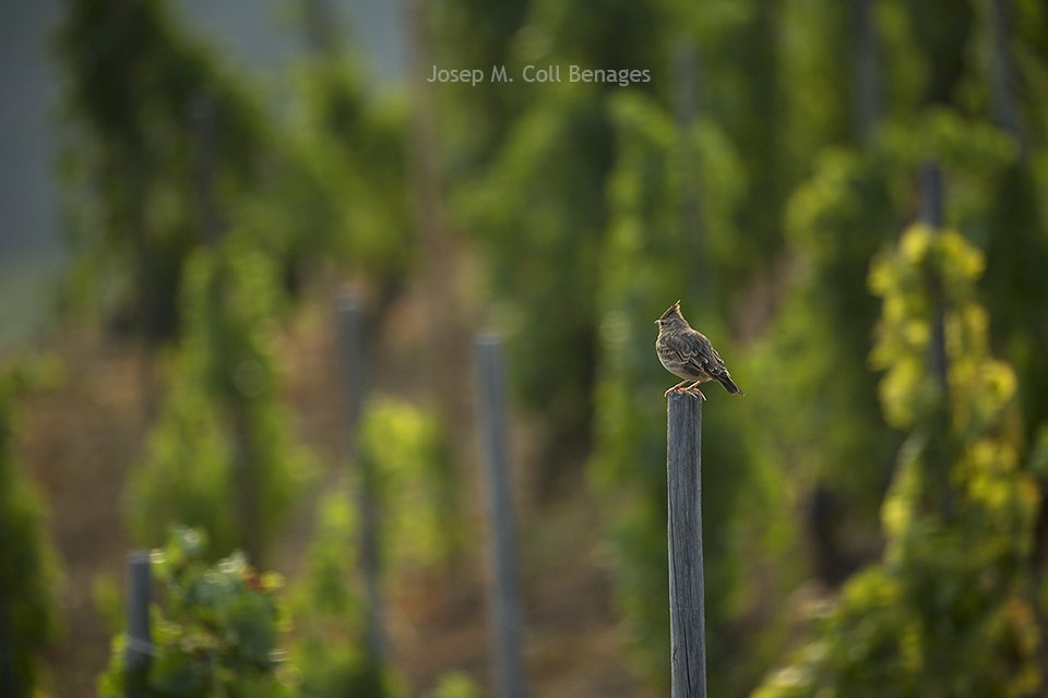 De bon matí una cogullada fa el seu primer cant sobre un dels pals de les vinyes. Priorat, setembre 2018.