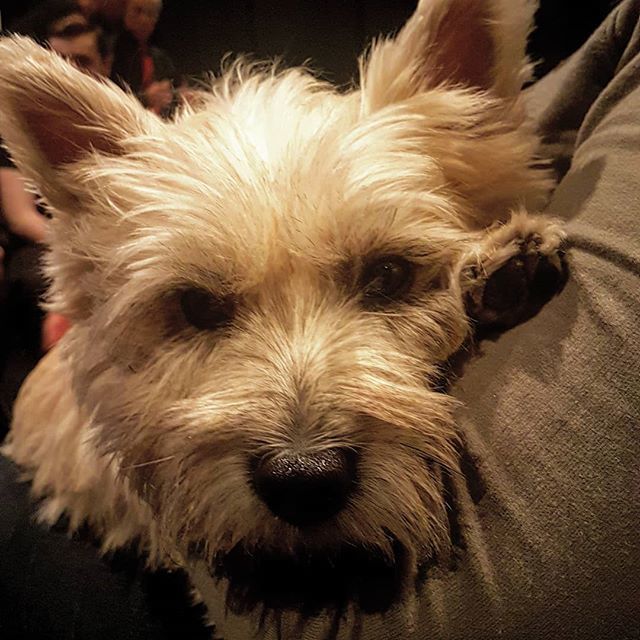 MeelaDog's tweet photo. I am one very tired tiny cairn although I have had the time of my life. I'm going to miss going to see the wizard, being captured by flying monkeys, sitting in a basket on Miss Gultch's bike, all the treats, eating part of a sausage every night, licking … https://t.co/zimGB1ZKd6 https://t.co/qSj21j4KFj