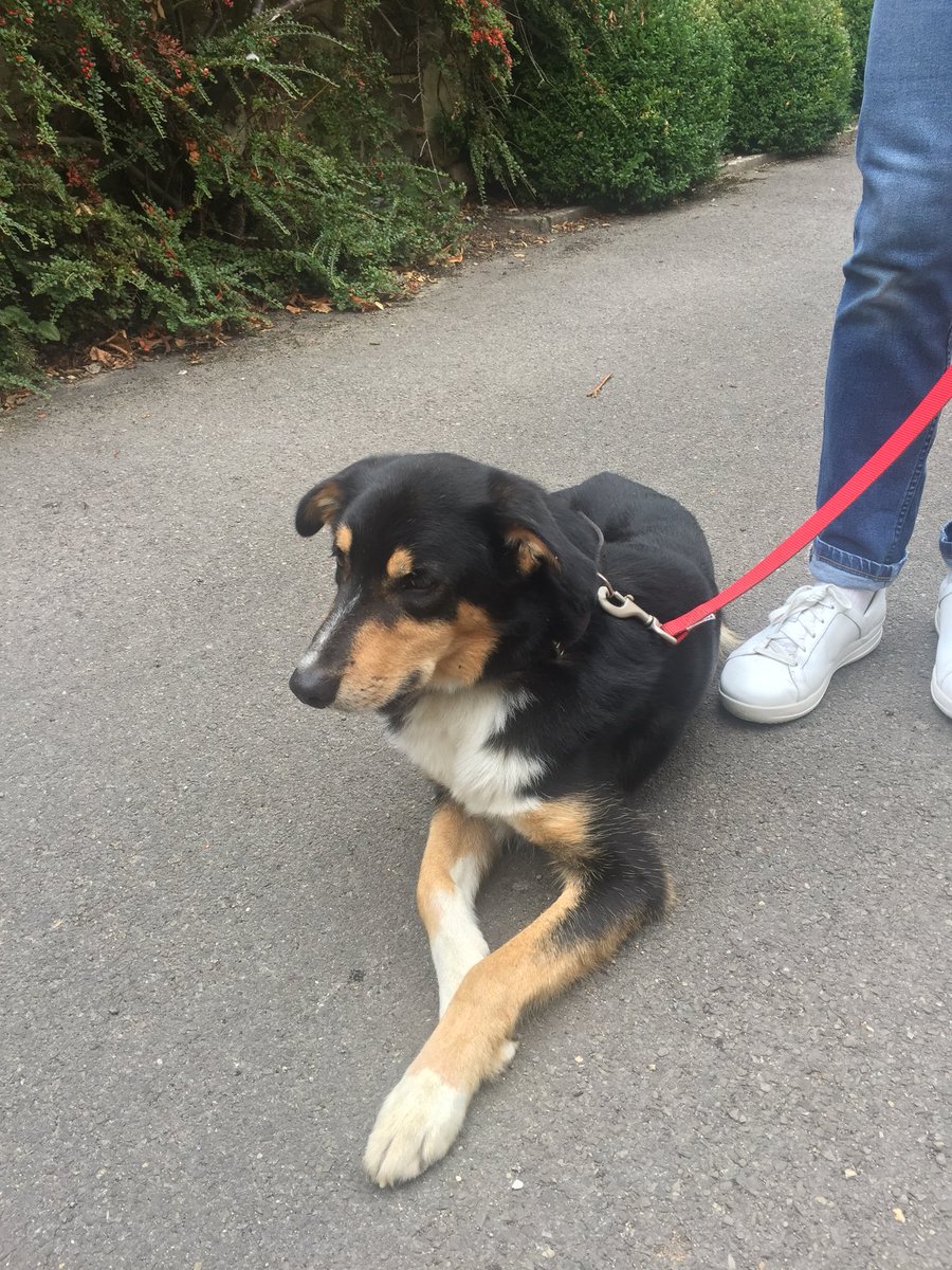 edjlang's tweet photo. #LostDog in #Burford will be heading to local #RSPCA soon. Contact me if yours! https://t.co/JNjdIEZkVJ