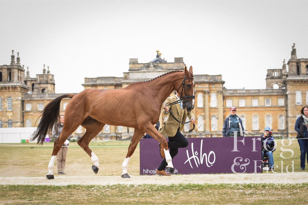 FrogAndField's tweet photo. Next up @Eventer28’s Barrichello also flew through the trot up with @TeamBragg this morning at @BlenheimHorse. He too will be competing in the Show Jumping phase of the CCI3* at @BlenheimHorse later today. A fantastic day out if you’re in the #Oxford area. https://t.co/YTTvDbjw8W