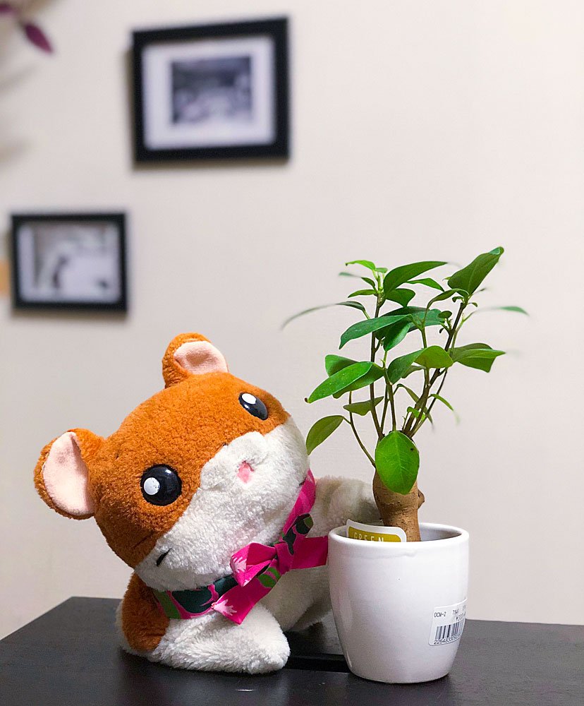 Kobi くまパン園芸 あまつゆか 最近 100円shopの植物の状態 在庫がワルイような気がする 今日のぽちっ ばんちょうのシークレットガーデン T Co Ws1xxbp9rh 観葉植物 ガジュマル ぬい撮り 100均の