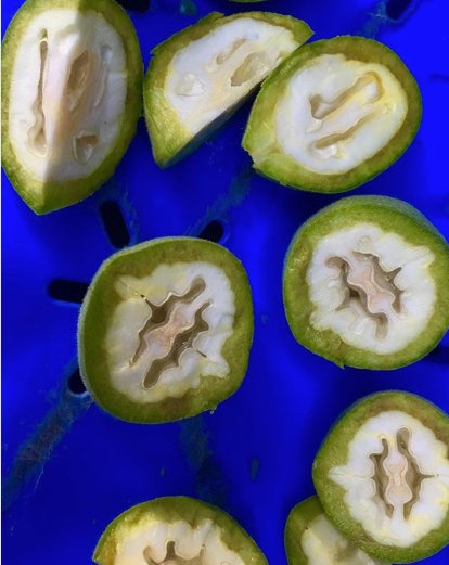 edbattle's tweet photo. PHOTO of the day | September 16, 2018 | knkranch | Calling all nocino makers!! Come visit me this weekend!! Saturday- Torrance Farmers Market; Sunday- Hollywood Farmers Marketlitch_e#nocino#farmersmarket#hollywoodfarmersmarket (From St John Baptist’s Day, June 2018) https://t.co/ZCneBp7Gle