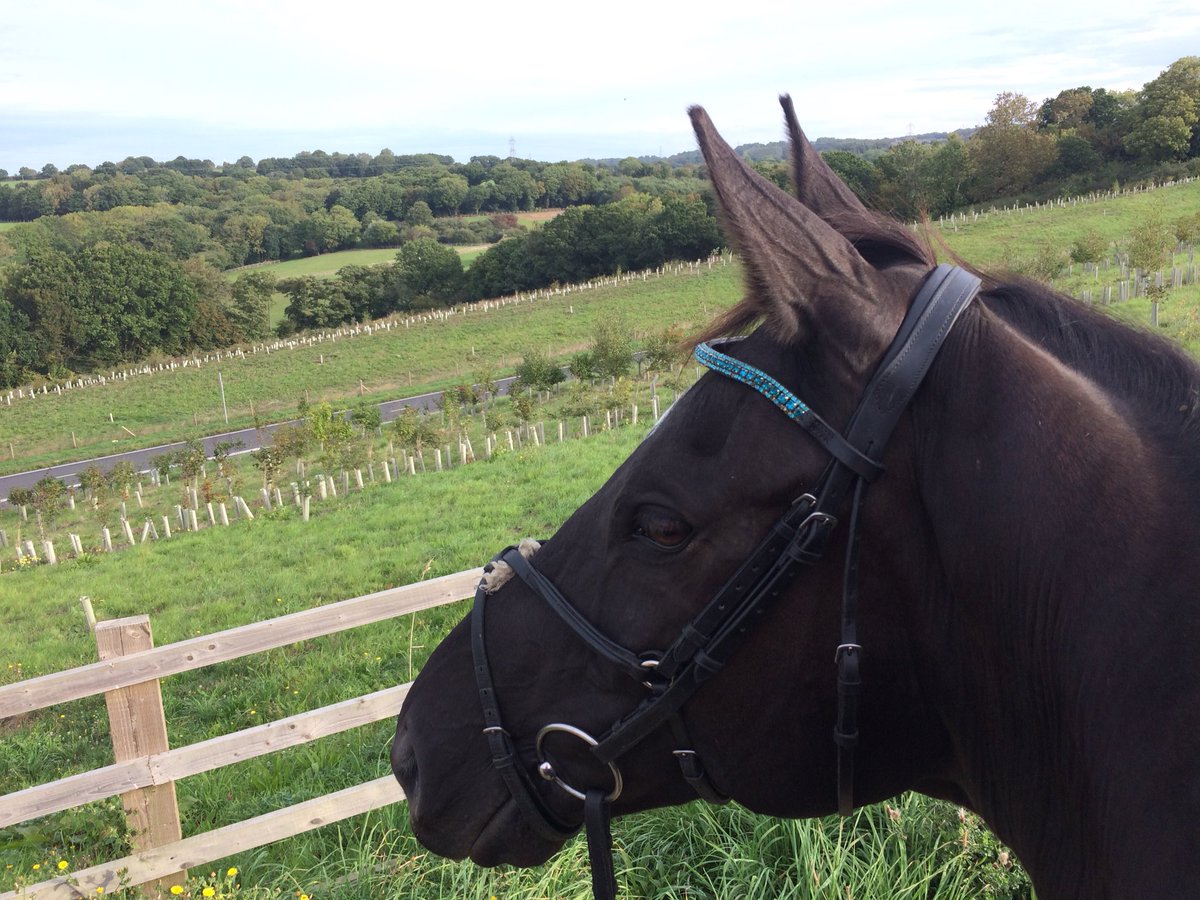 Tweeklet's tweet photo. Fab ride out with these two, gutted that the farm land was carved up but so grateful that it’s been made into something the local community can use, saw so many runners, walkers and cyclists out on the green way this morning #hacking #ROR #Fitnesswork #hillwork #walkwork #bexhill https://t.co/LzHjwOvOX7