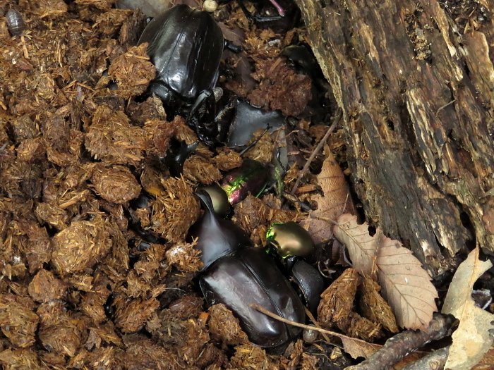 虫 注意 飼っていたカブトムシやクワガタが死んだらマットごと捨てるはやめて 熱帯魚もお墓を作って埋めるのはやめましょう Togetter