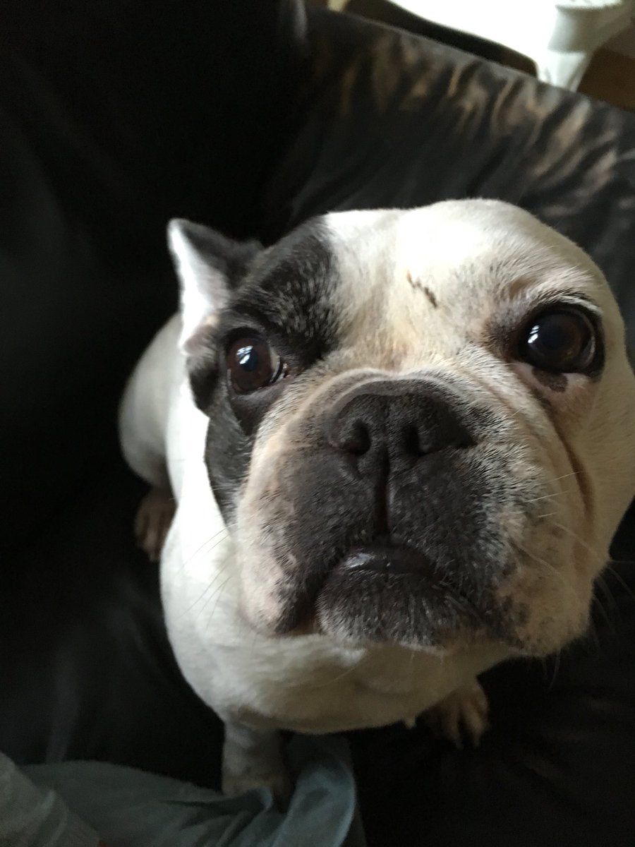 HenningHubert's tweet photo. Mommy calls me Harry Potter because of my scar I don’t know what she’s talking about.. would I be on a diet if I could do magic?

(Hubert was bitten by another dog a few years ago, and for some reason the fur turned black after the wound had healed) https://t.co/a2DTDIzC8a