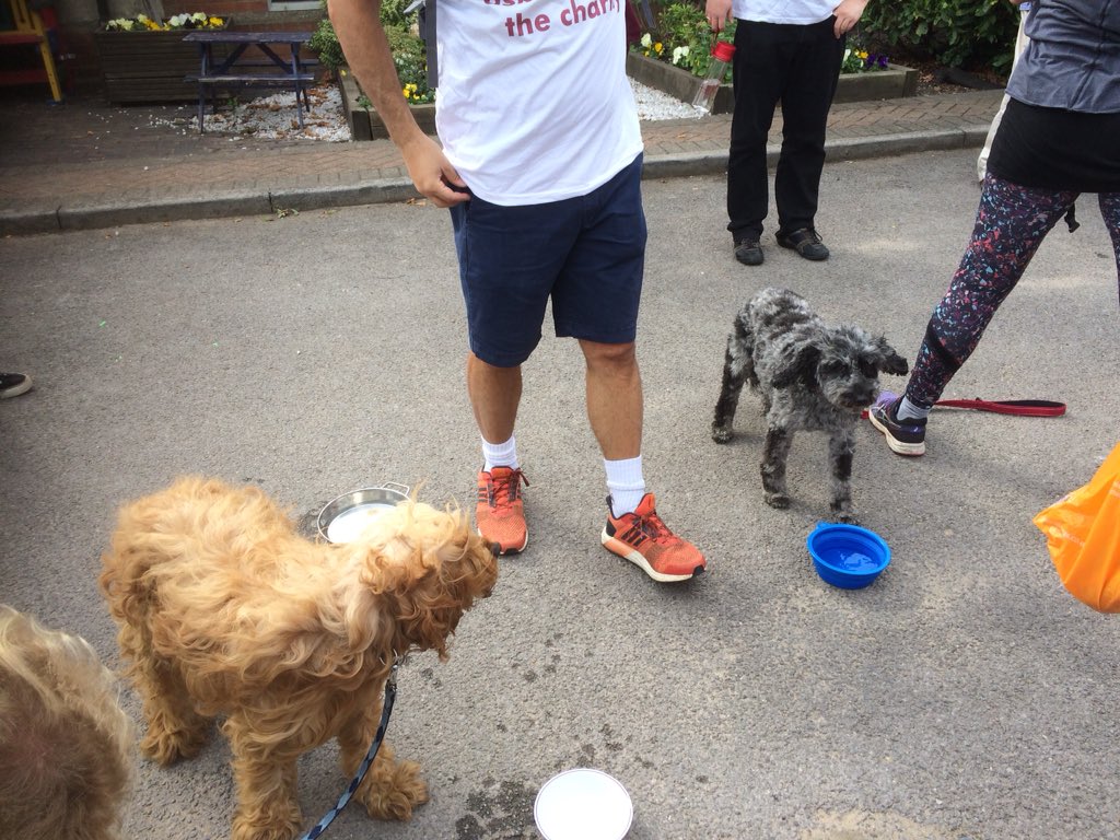 TogetherBarnet's tweet image. We have some very happy #dogs doing our walk #fundraiser today. #Walkintheirshoes