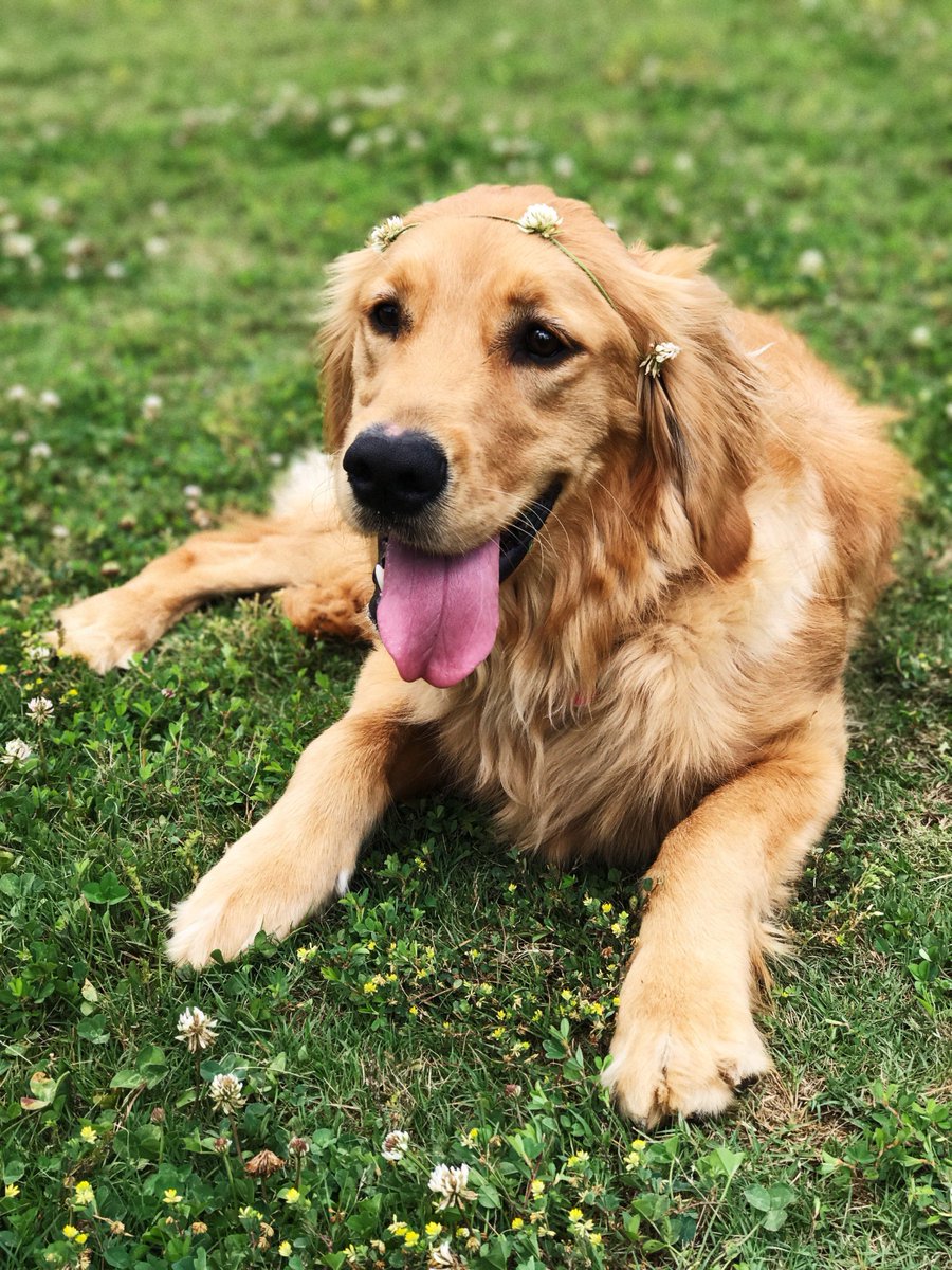 golden retriever sitting on green grass.
#goldenretrieverpuppy #goldenretrieversofig  #dog  #dogs #goldenretriever  #golden #pup #pet #animal #dogsitting #ilovemydog #adorable #doglover #dogoftheday #lovedogs #lovepuppies