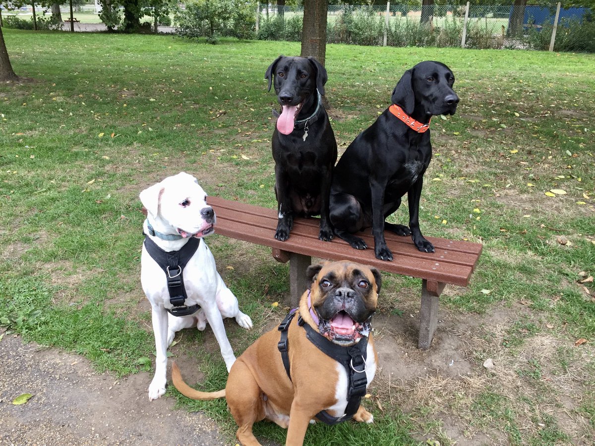 dtcb67's tweet photo. Met our buddies down the park this morning, somehow they managed to get us all to sit still for two seconds for a pic ๐ถ๐ถ๐ถ๐ถ๐คฃ๐คฃ #boxerdogs #Boxers #shorthairedgermanpointer #parkpals https://t.co/IzzhkAeIMh